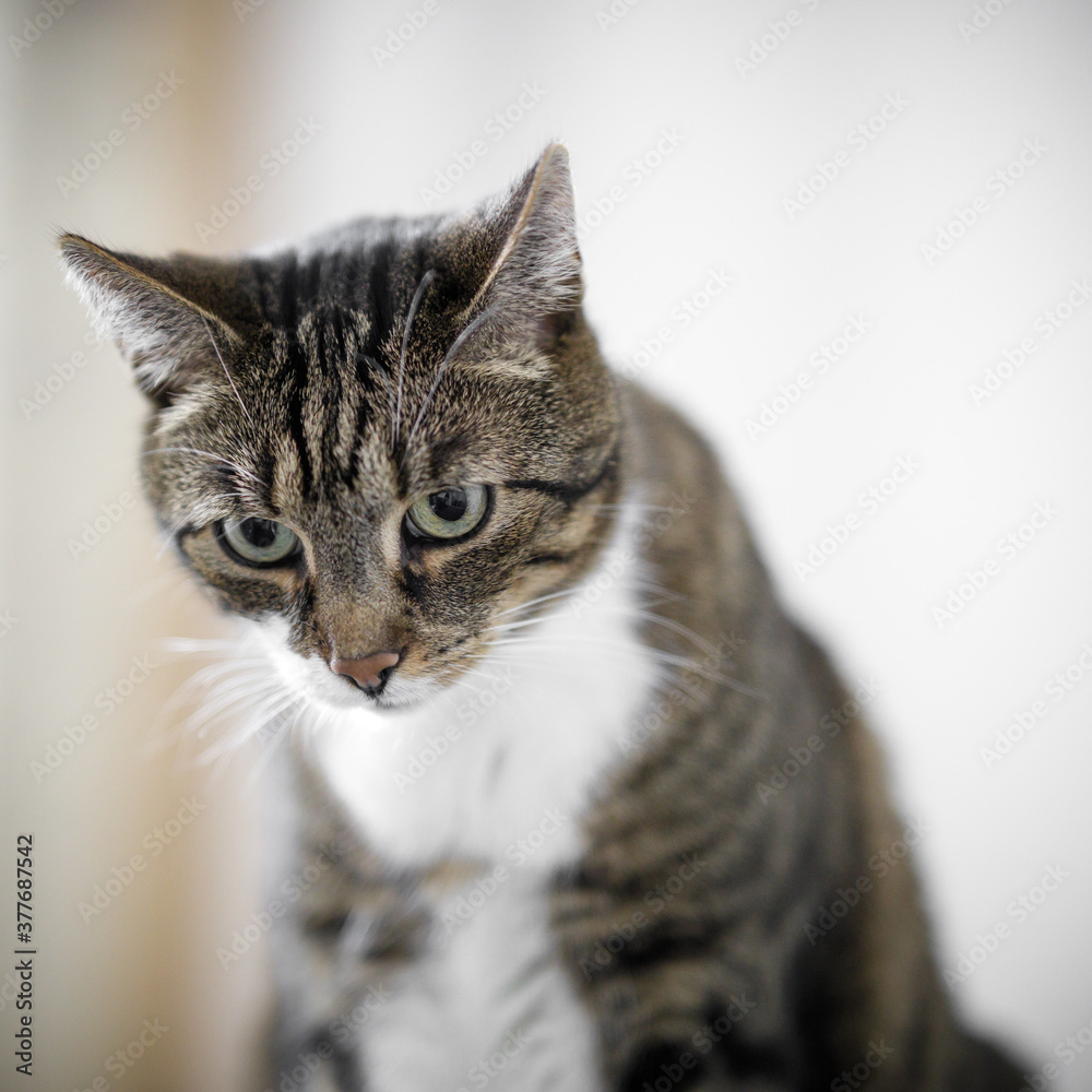 Fototapeta premium Hauskatze