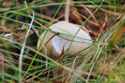 inedible white mushrooms in the forest photo