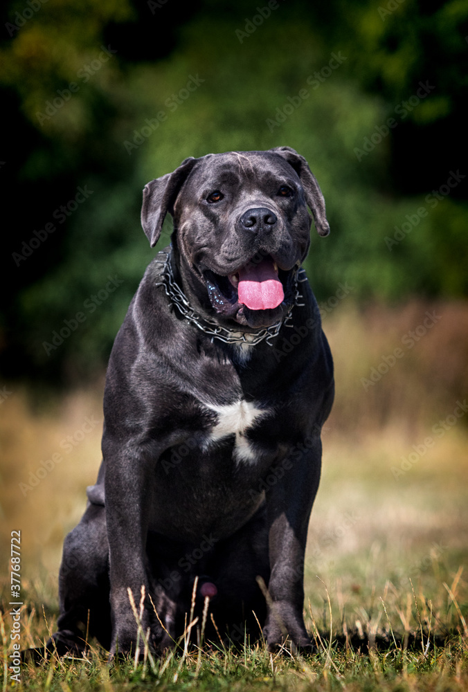 large dog breed cane corso on the grass