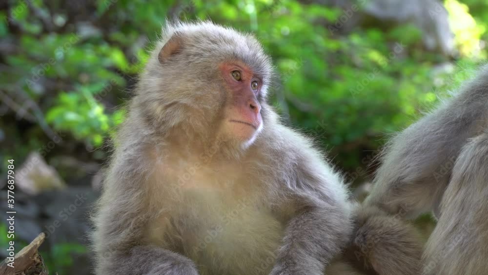 Japanese snow monkeys family in the mountains of Nagano, care for their fur in the may sun. Japanese snow monkeys family in the mountains of Nagano, care for their fur in the may sun.