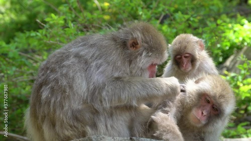 Japanese snow monkeys family in the mountains of Nagano, care for their fur in the may sun. photo