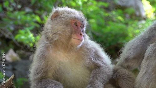 Japanese snow monkeys family in the mountains of Nagano, care for their fur in the may sun. photo