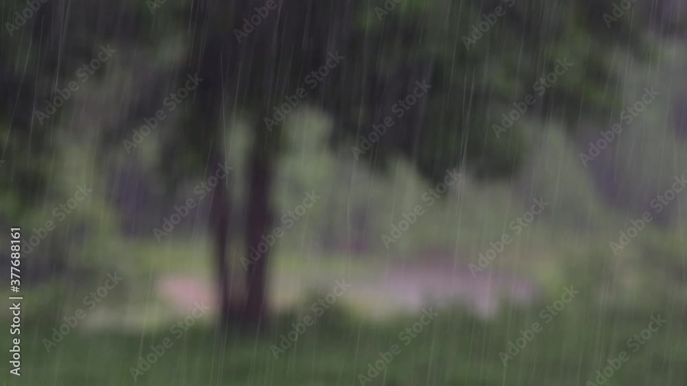 Rain comes in the jungle anytime and one must enjoy the most out of it; here is a footage of the rain falling at Huai Kha Khaeng Wildlife Sanctuary with a tree blurred at the background.