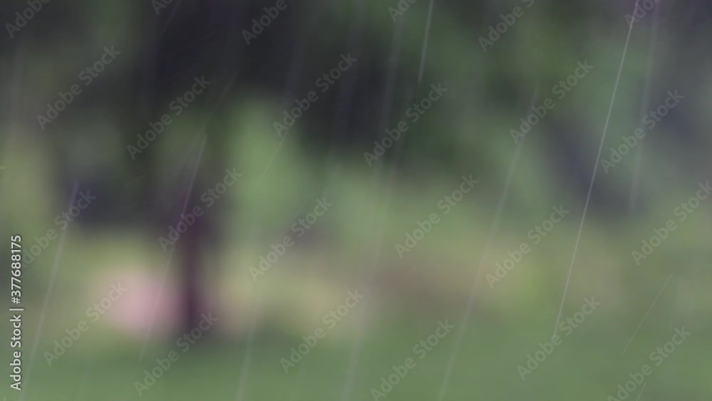 Rain comes in the jungle anytime and one must enjoy the most out of it; here is a footage of the rain falling at Huai Kha Khaeng Wildlife Sanctuary with a tree blurred at the background. Rain comes in the jungle anytime and one must enjoy the most out of it; here is a footage of the rain falling at Huai Kha Khaeng Wildlife Sanctuary with a tree blurred at the background.