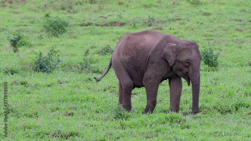 The Asiatic Elephants are endangered species and they are also residents of Thailand; at the national parks they are well protected and that can be seen at the right timing during the day and season. The Asiatic Elephants are endangered species and they are also residents of Thailand; at the national parks they are well protected and that can be seen at the right timing during the day and season.