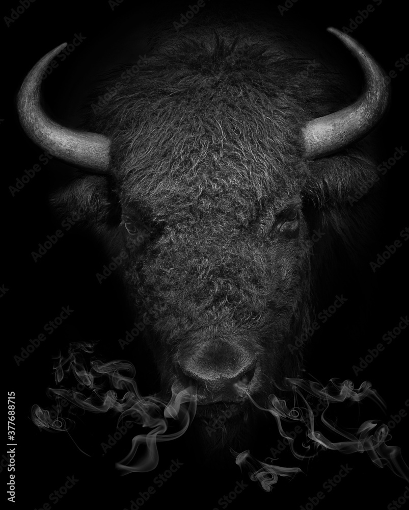 American bison portrait with smoke. Buffalo leader head isolated on black background closeup. Stock Photo Adobe Stock