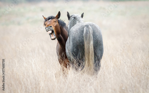 Canvastavla Funny horse neighing closeup. Two wild horses in dry steppe.