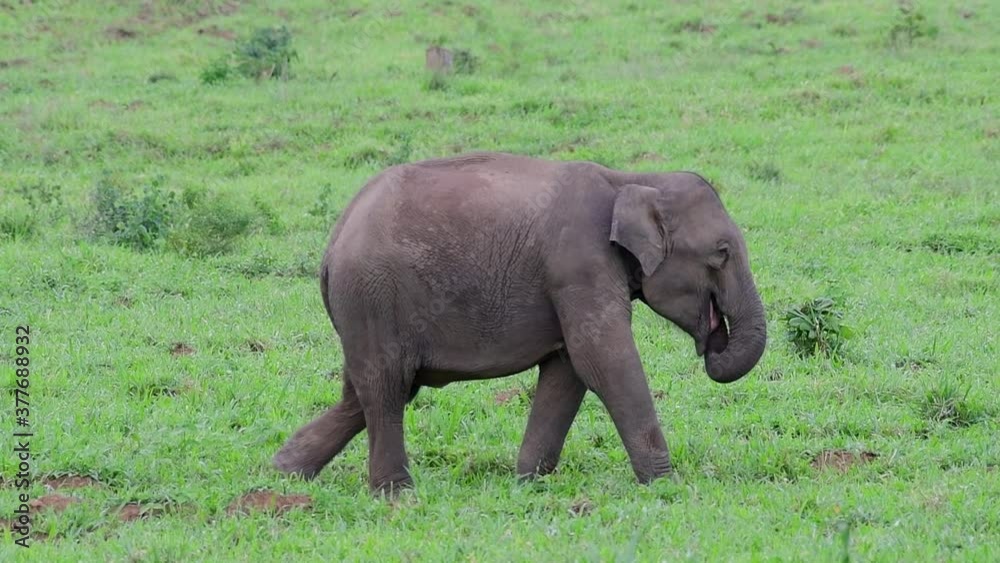 The Asiatic Elephants are endangered species and they are also residents of Thailand; at the national parks they are well protected and that can be seen at the right timing during the day and season. The Asiatic Elephants are endangered species and they are also residents of Thailand; at the national parks they are well protected and that can be seen at the right timing during the day and season.