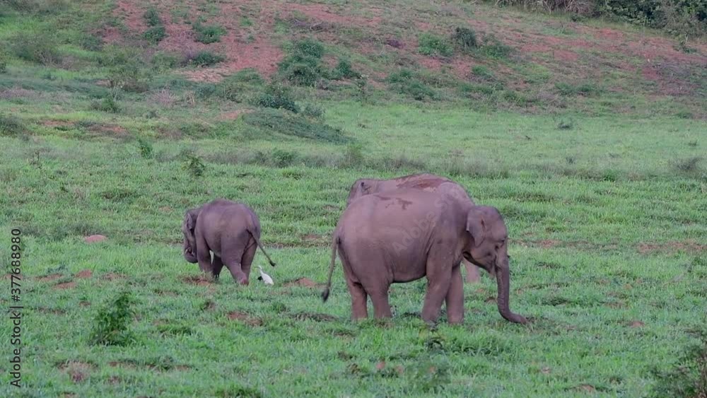 The Asiatic Elephants are endangered species and they are also residents of Thailand; at the national parks they are well protected and that can be seen at the right timing during the day and season. The Asiatic Elephants are endangered species and they are also residents of Thailand; at the national parks they are well protected and that can be seen at the right timing during the day and season.