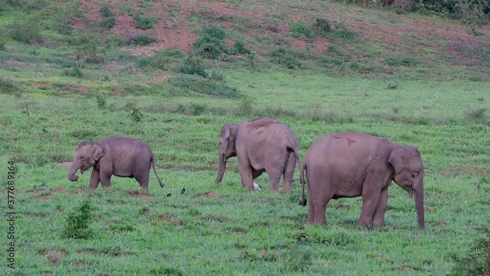 The Asiatic Elephants are endangered species and they are also residents of Thailand; at the national parks they are well protected and that can be seen at the right timing during the day and season. The Asiatic Elephants are endangered species and they are also residents of Thailand; at the national parks they are well protected and that can be seen at the right timing during the day and season.