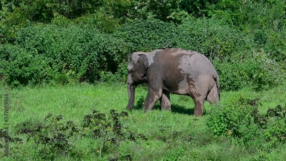 The Asiatic Elephants are endangered species and they are also residents of Thailand; at the national parks they are well protected and that can be seen at the right timing during the day and season.