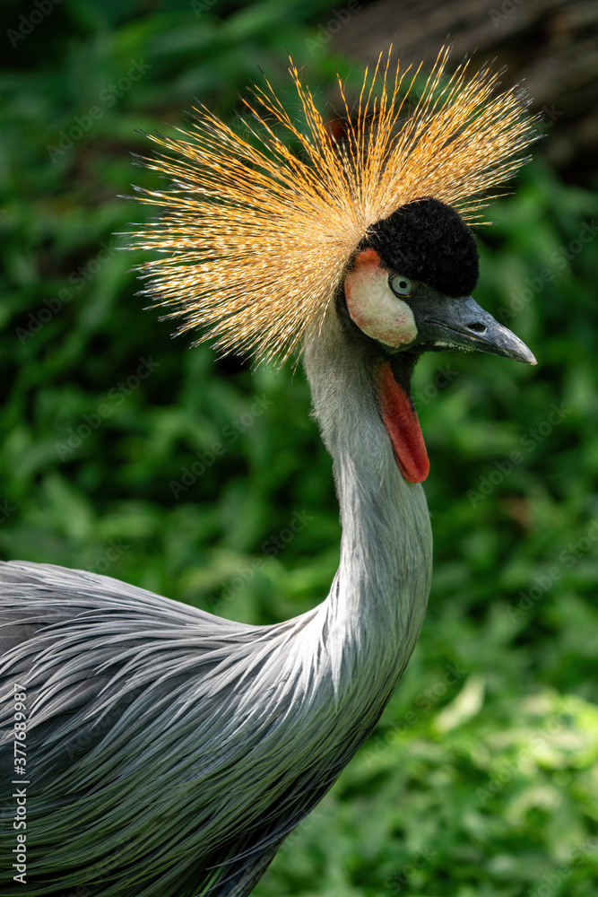 Fototapeta premium Grey Crowned Crane with green background.