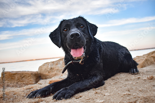 dog on the beach