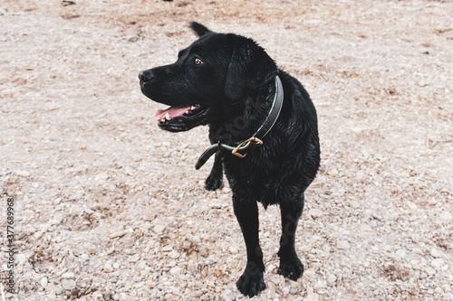 black labrador retriever on beach