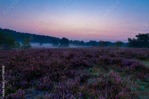 Sunrise at the National park Brunssumerheide in the Netherlands  which is in a warm purple bloom during the month of September with early morning fog on the ground.
