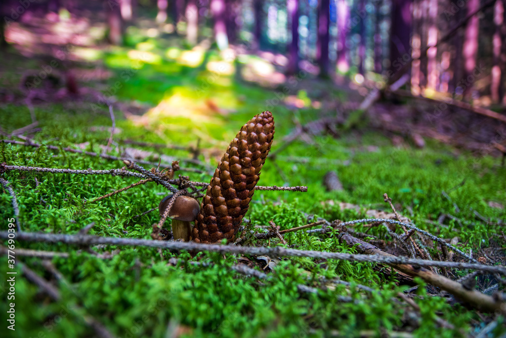 Obraz premium Pine cones with a small mushroom in the autumn forest