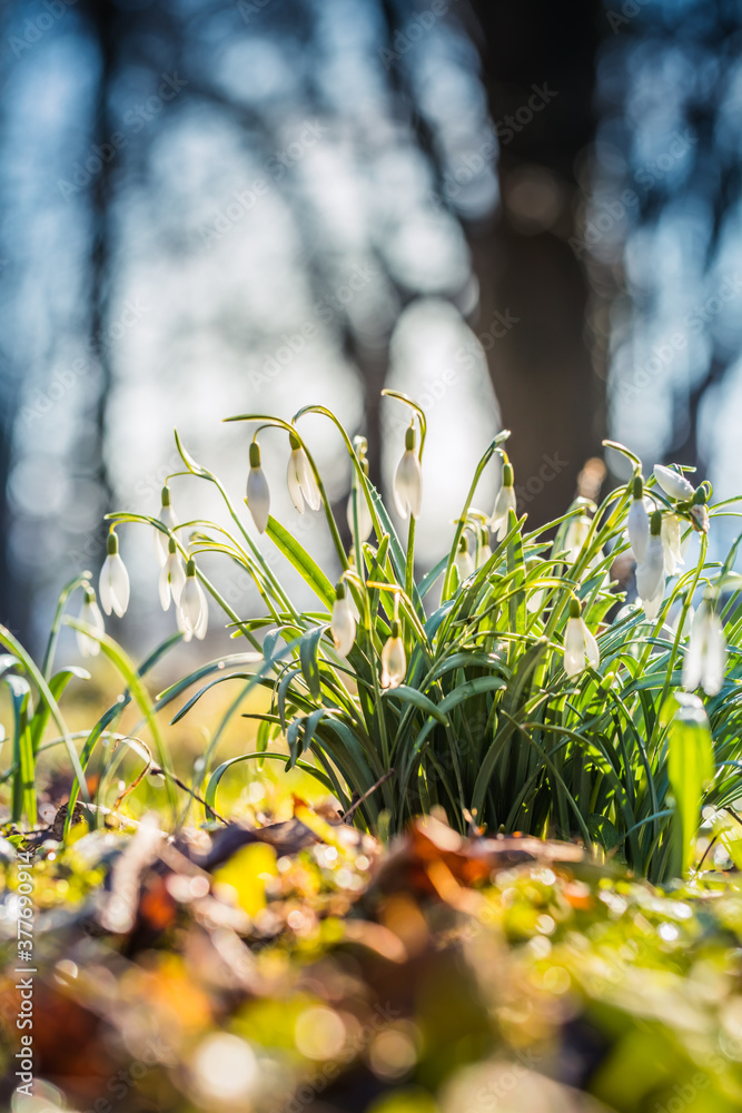 Obraz premium Die ersten Schneeglöckchen