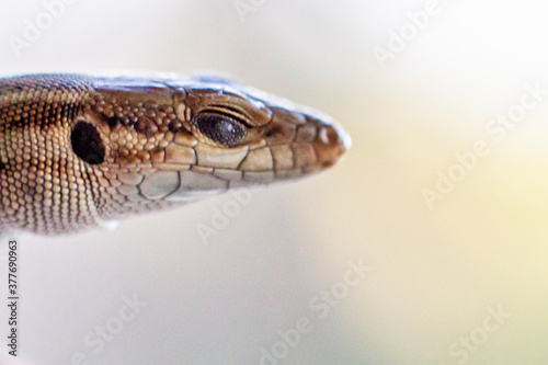 Close-up of lizard (Podarcis hispanicus) with unfocused background