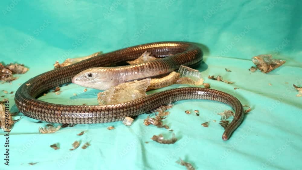 snake or lizard Burton's legless lizard after shedding its
