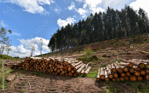 
Freshly cut fir tree logs stacked. Pile of firewood in front a forest of fir trees in Saint-Agnan, protected area of the Parc naturel régional du Morvan, Nièvre department, FRANCE. photo