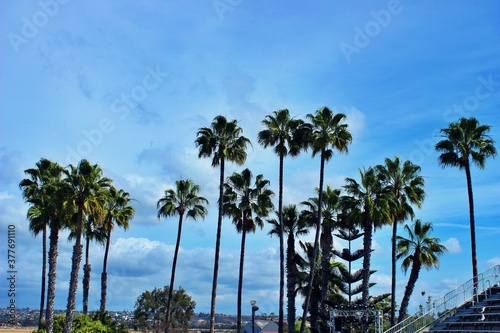 palm trees on the beach © Sleeping duck