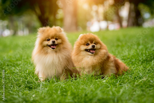 Portrait of cute two pomeranian dogs at the park. © romaset