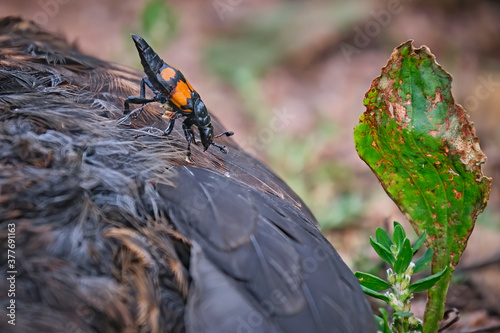 Ein Totengräber ( Nicrophorus ) auf einer verendeten Amsel ( Turdus merula ) oder Schwarzdrossel. photo