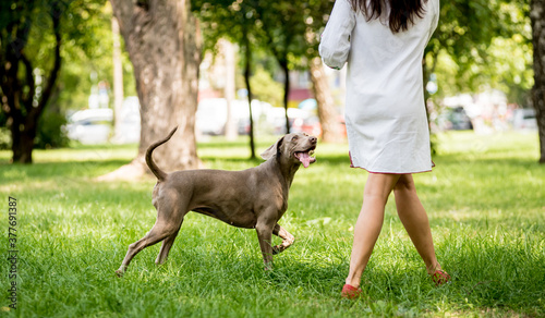 Bild auf Leinwand Owner walking with weimaraner dog breed at the park.