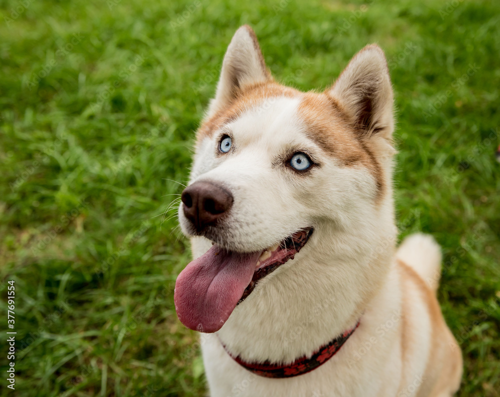 Portrait of cute husky dog at the park. Portrait of cute husky dog at the park.