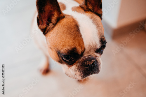 Französische Bulldoge Portrait
