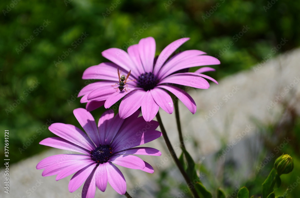 Purple and pink daisy flower in fool bloom