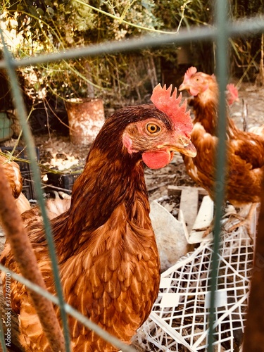 range chicken