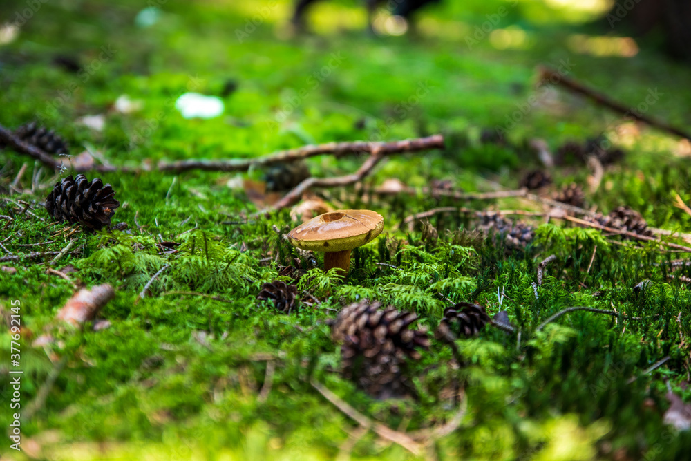 Bolete mushroom in the autumnal moss forest ground Bolete mushroom in the autumnal moss forest ground