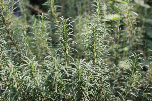 로즈마리 (rosemary herb)