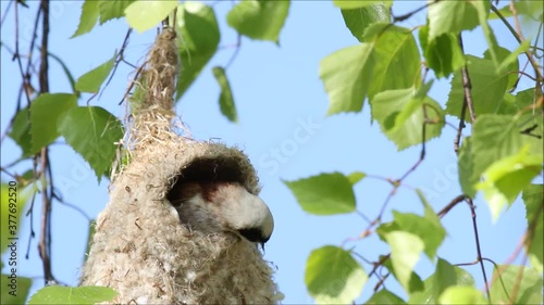 European songbird Eurasian Penduline Tit, Remiz pendulinus building a nest out of plant parts during spring breeding season in Estonia.  photo