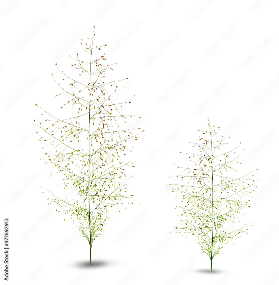 Fototapeta premium Trees isolated on white background, tropical trees isolated