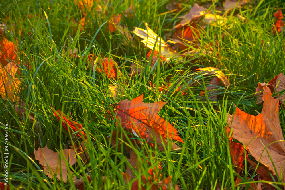 Golden autumn is here. Multicolored autumn leaves in the grass. Golden autumn is here. Multicolored autumn leaves in the grass.