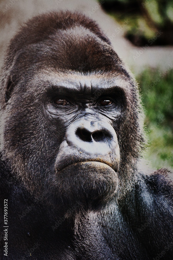 Fototapeta premium portrait of a gorilla