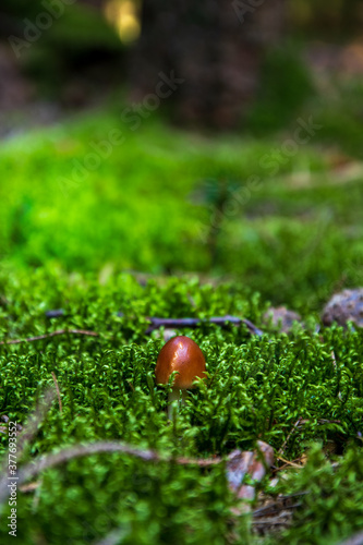  small fresh tawny grisette , food mushroom in the moss bed photo