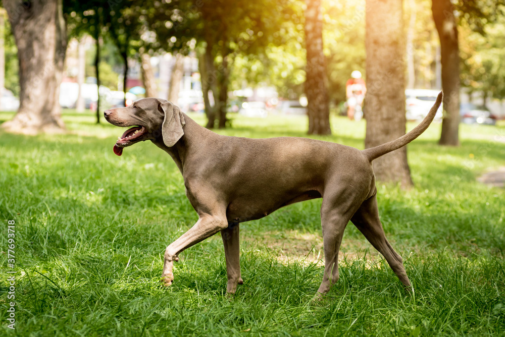 Portrait of cute weimaraner dog breed at the park.