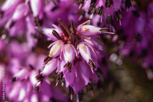 Fototapeta Naklejka Na Ścianę i Meble -  Close-up alpine violet spring flowers from Mythen region