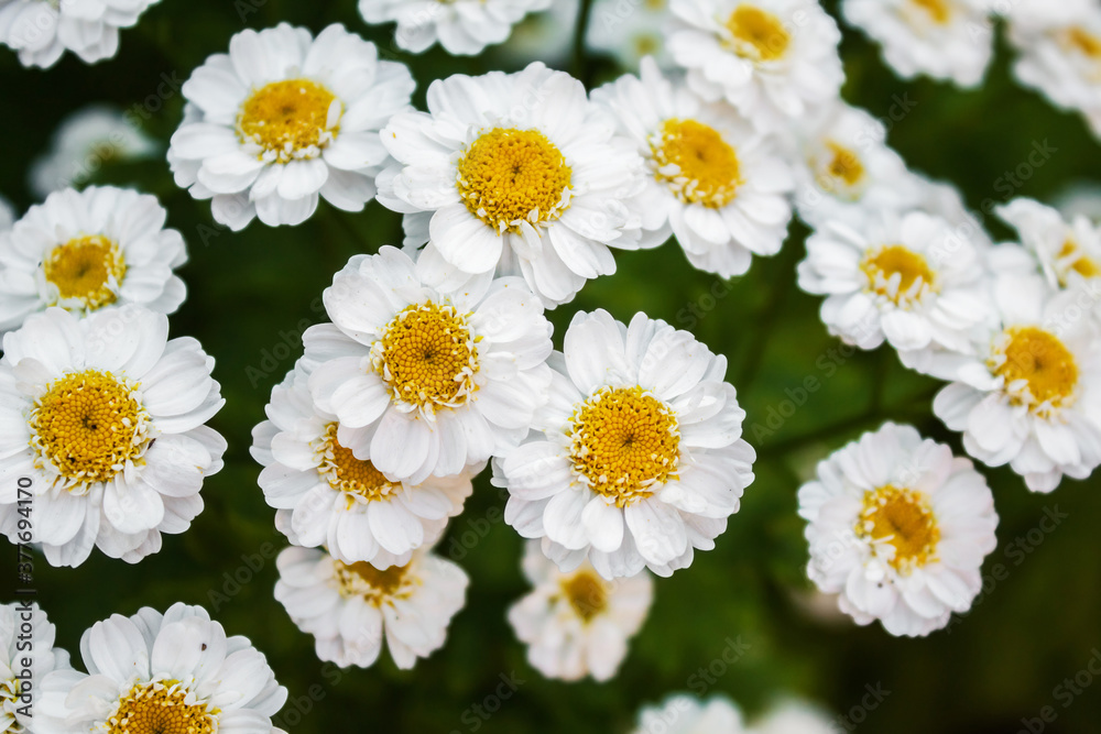 Beautiful daisies grow in the meadow. Photo of daisies in nature Beautiful daisies grow in the meadow. Photo of daisies in nature