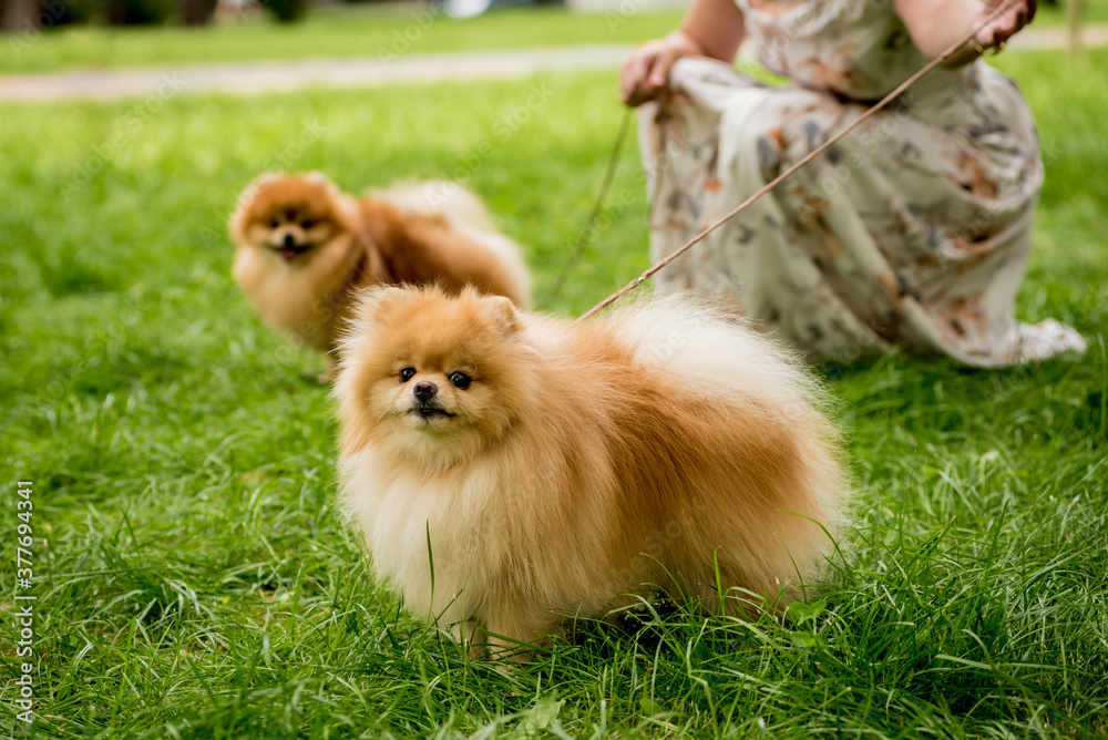 Owner walking with two pomeranian dogs at the park.