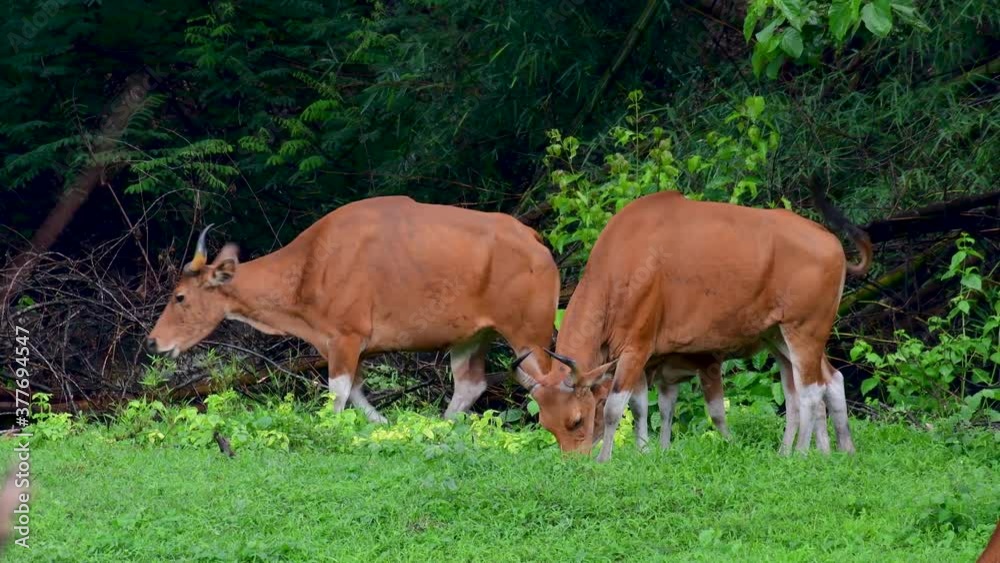 The Banteng or Tembadau, is a wild cattle found in the Southeast Asia and extinct to some countries; was domesticated and used as a beast of burden and meat, also known as the Bali Cattle. The Banteng or Tembadau, is a wild cattle found in the Southeast Asia and extinct to some countries; was domesticated and used as a beast of burden and meat, also known as the Bali Cattle.
