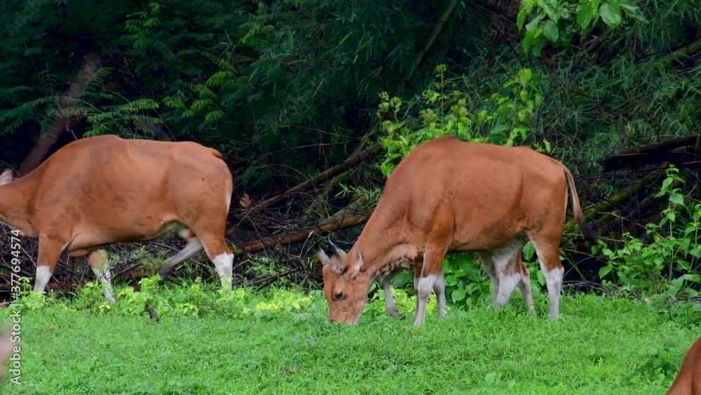The Banteng or Tembadau, is a wild cattle found in the Southeast Asia and extinct to some countries; was domesticated and used as a beast of burden and meat, also known as the Bali Cattle. The Banteng or Tembadau, is a wild cattle found in the Southeast Asia and extinct to some countries; was domesticated and used as a beast of burden and meat, also known as the Bali Cattle.