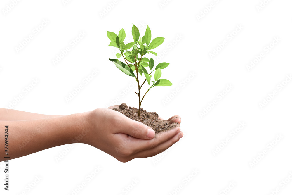 Hands holding young tree isolated on white background with clipping path. Environment Earth Day Hands holding young tree isolated on white background with clipping path. Environment Earth Day