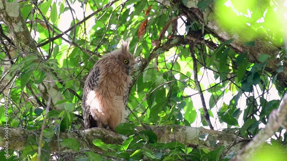 The Buffy Fish Owl is a big owl and yet the smallest among the four Fish Owls; it is quite an amusing bird with its horns standing made of feathers and the eyes are heavy yellow. The Buffy Fish Owl is a big owl and yet the smallest among the four Fish Owls; it is quite an amusing bird with its horns standing made of feathers and the eyes are heavy yellow.