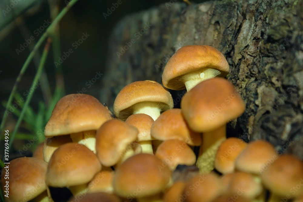 Golden mushrooms. Many small yellow mushrooms Golden mushrooms. Many small yellow mushrooms