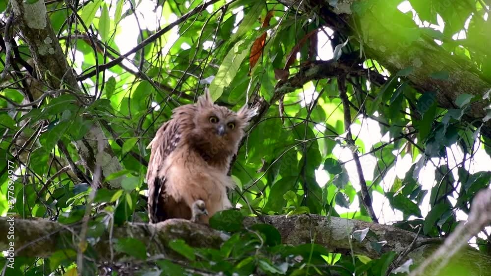 The Buffy Fish Owl is a big owl and yet the smallest among the four Fish Owls; it is quite an amusing bird with its horns standing made of feathers and the eyes are heavy yellow.