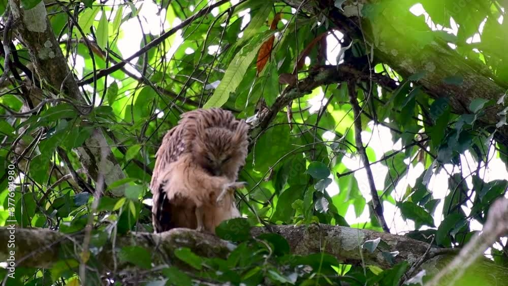 The Buffy Fish Owl is a big owl and yet the smallest among the four Fish Owls; it is quite an amusing bird with its horns standing made of feathers and the eyes are heavy yellow. The Buffy Fish Owl is a big owl and yet the smallest among the four Fish Owls; it is quite an amusing bird with its horns standing made of feathers and the eyes are heavy yellow.